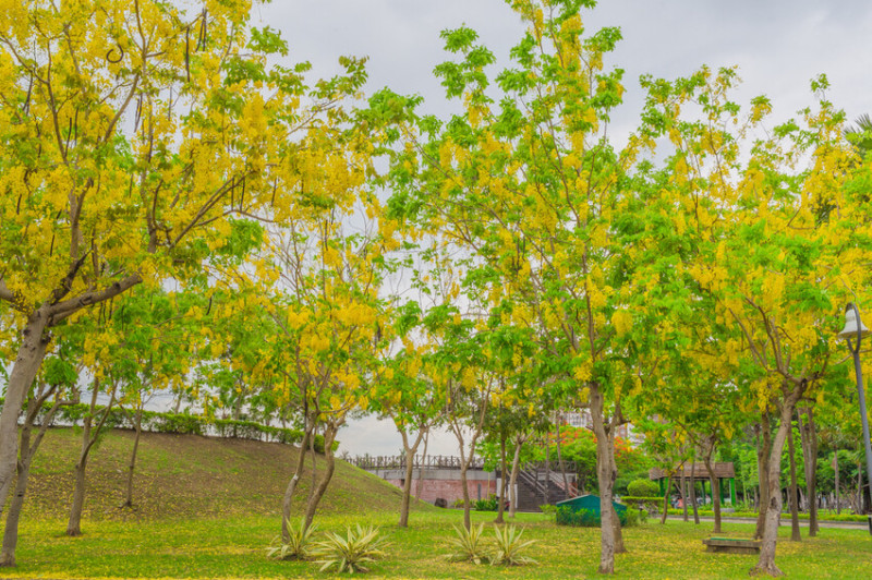 夏季賞花景總整理 x 阿勃勒 | 大花紫薇 | 鳳凰花