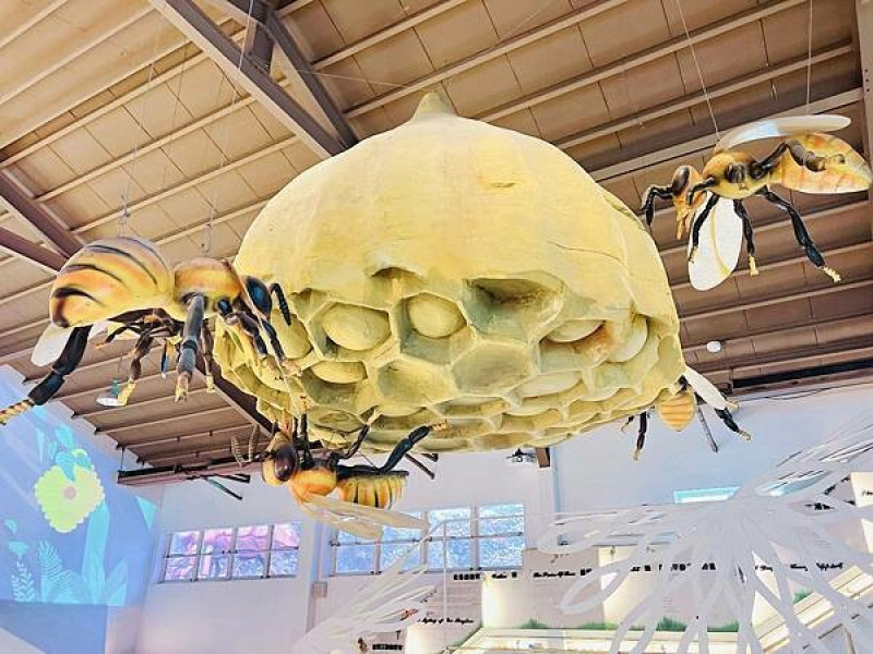 ★雲林●古坑●蜜蜂故事館＊免費景點，假日親子好去處
