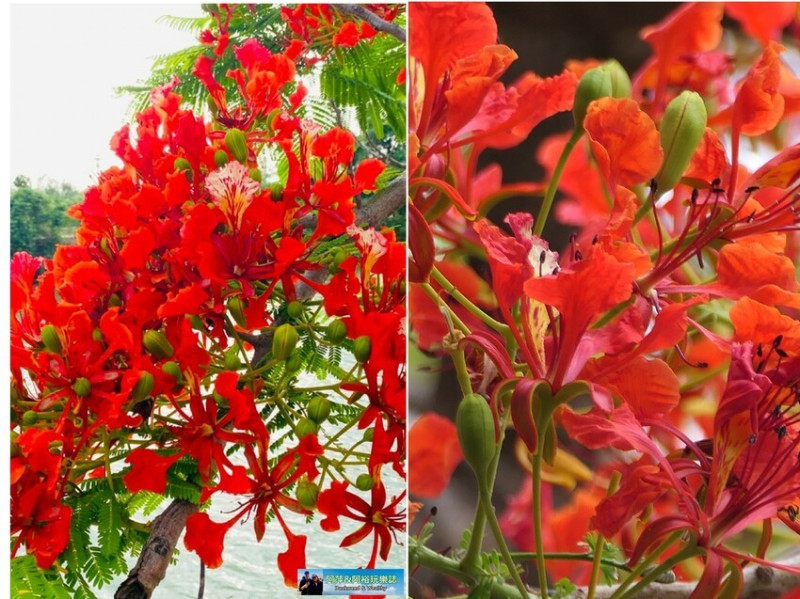 【鳳凰花開季節】絕美秘境盡看「廢墟之美」vs「湖畔一抹火紅之美景」