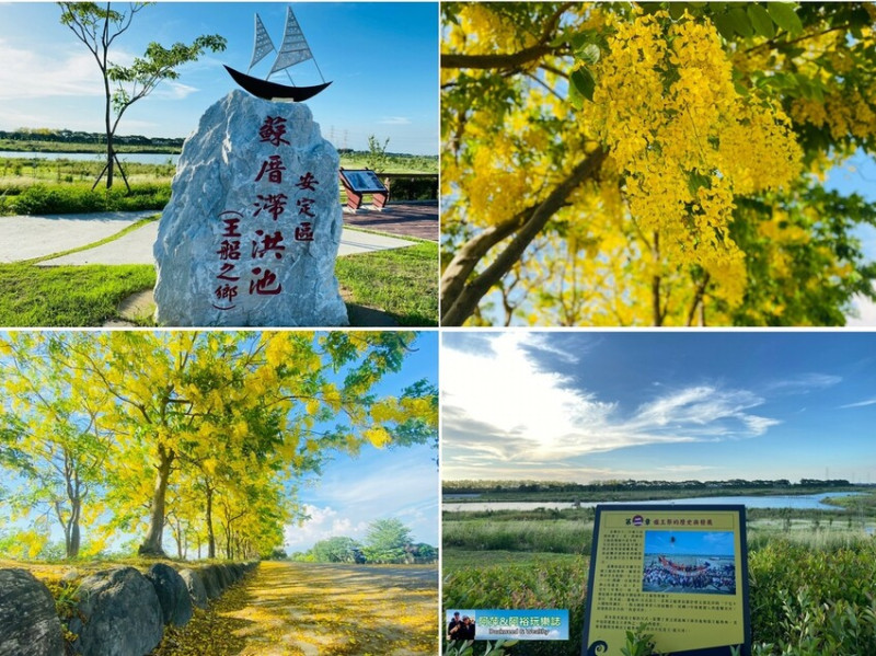 【台南安定】蘇厝河堤公園「阿勃勒」景點 | 沐浴在浪漫黃金花雨中|令人陶醉燦爛美景|