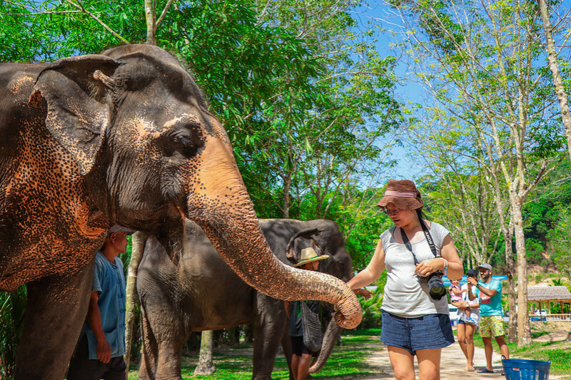 【亞洲，泰國，普吉島】在普吉島大象叢林保護區Green Elephant Sanctuary Park Phuket 餵食大象，跟大象洗