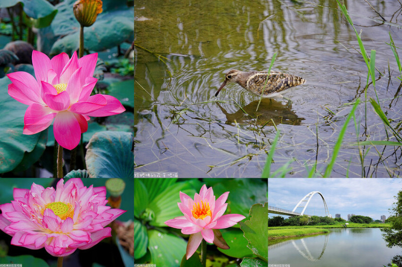 【新北市板橋區】2023新海人工溼地賞荷｜二級保育類彩鷸現蹤｜新月橋