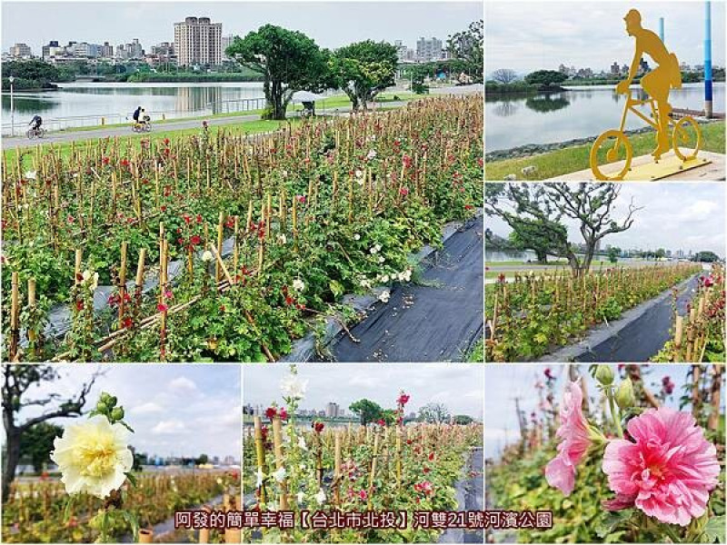 ﹝台北市北投﹞河雙21號河濱公園　北市河濱騎單車賞花新亮點，兩千多株有巨人之花稱號的蜀葵陸續長高中~　／一丈紅／巨人之花／台北河濱賞花新景點