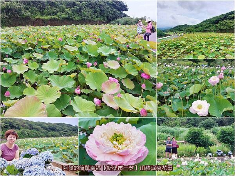 ﹝新北市三芝﹞山豬堀荷花田　粉紅粉白、含苞盛綻的牡丹蓮交織，及繡球花共舞的田野美境～　／三芝荷花秘境／免費參觀／新北牡丹蓮景點／新北賞荷必訪