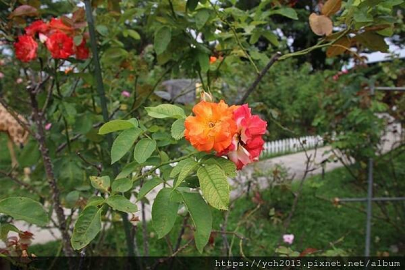 台北市中山區景點／新生玫瑰園賞鐵線蓮、天宮石斛與玫瑰
