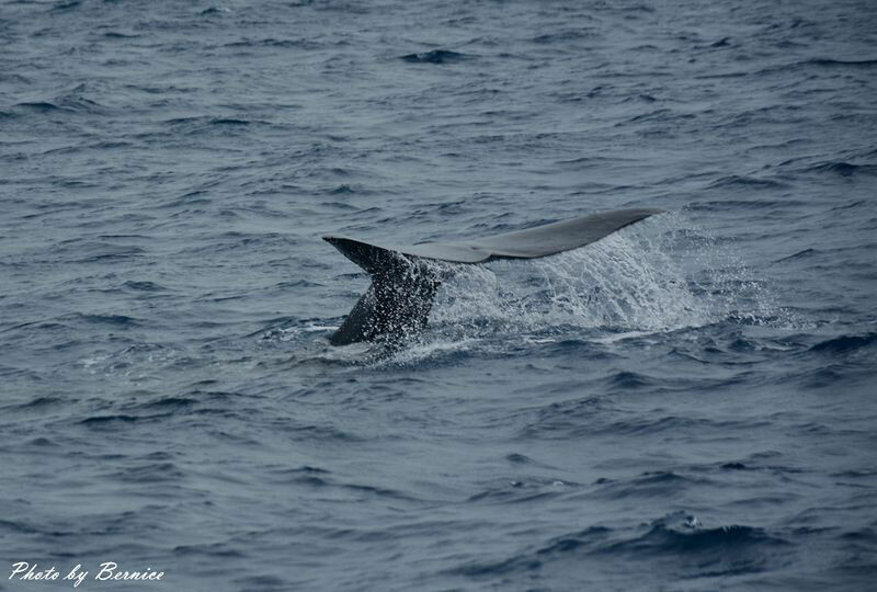 多羅滿賞鯨~感受花蓮鯨豚魅力就從友善賞鯨開始 @Bernice的隨手筆記