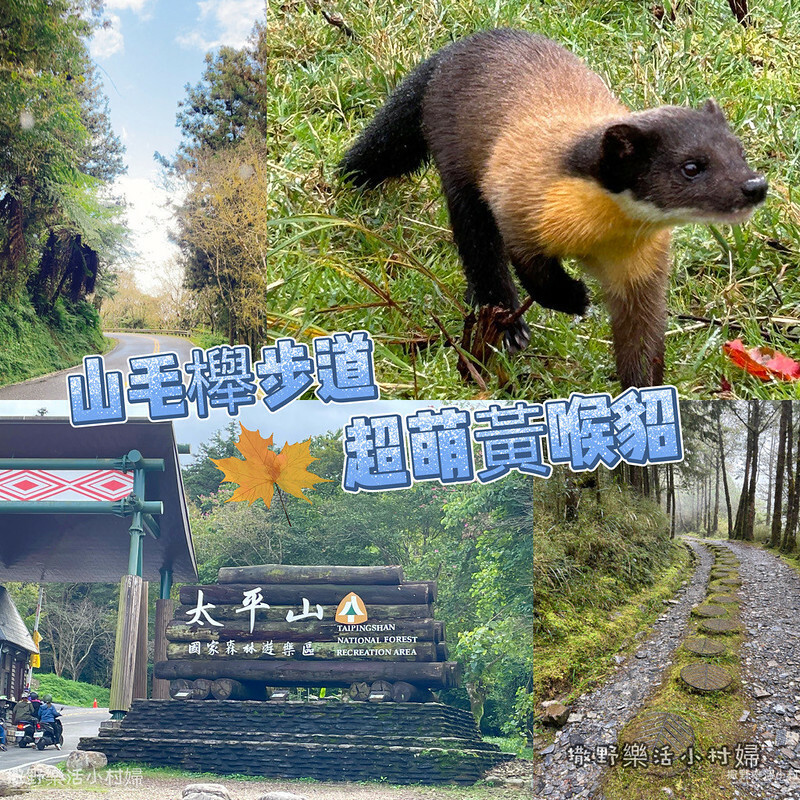【宜蘭山毛櫸步道】迷霧仙境太平山。喜見超萌殺手黃猴貂。秋冬的浪漫相遇