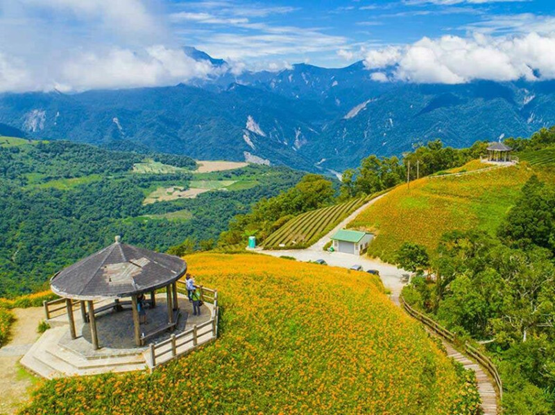 【太麻里金針花】台東金針花最新花況！景點、賞花懶人包