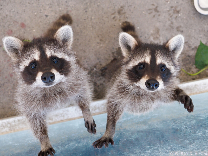 【宜蘭縣冬山鄉】慢吞吞農場｜可餵食蘇卡達象龜 浣熊 狐獴 柯爾鴨｜近斑比山丘