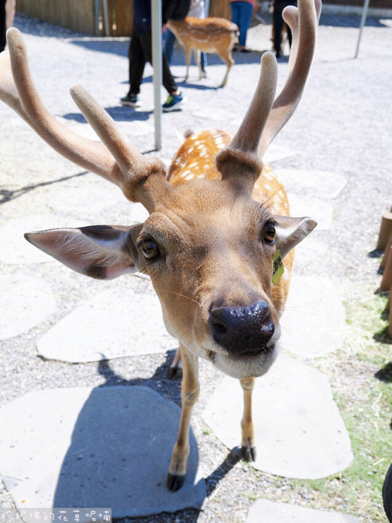 【宜蘭縣冬山鄉】斑比山丘Bambi Land｜超萌梅花鹿零距離接觸餵食．水豚．迷你驢｜有免費停車場