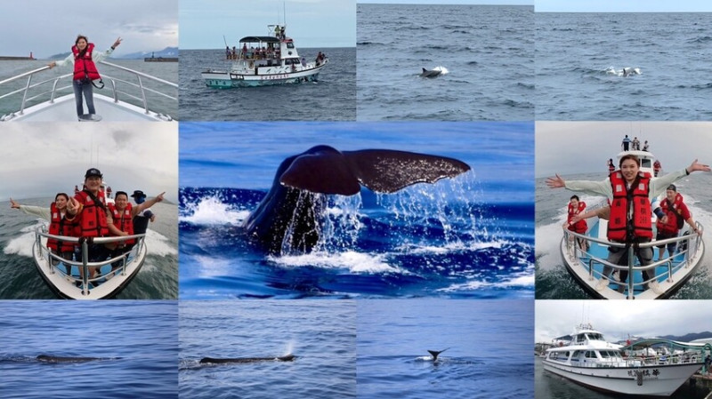 ❤️2023花蓮賞鯨❤️花蓮賞鯨一日遊：響應國家海洋日，支持友善賞鯨！幸運遇見抹香鯨/偽虎鯨，開心體驗到臺灣鯨豚之美！
