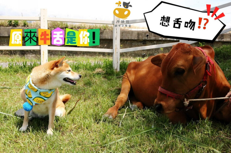 宜蘭親子寵物友善景點推薦。牛頭司體驗農場，幫水牛洗澡、牛犁田體驗、跟牛零距離，一起去找牛牛玩吧！