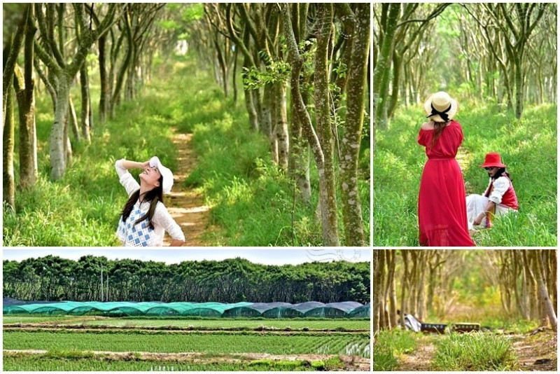 台中后里【無患子森林龍貓隧道】：龍貓將出沒般的絕佳神秘打卡背景！