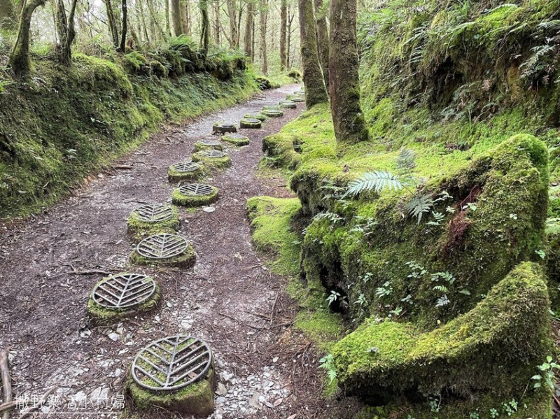 宜蘭》台灣山毛櫸國家步道｜尋訪冰河時期孑遺的珍貴樹種，走進太平山的檜木杉林裡，漫步在葉脈紋木樁鋪成的綠絨地毯｜太平山必遊景點