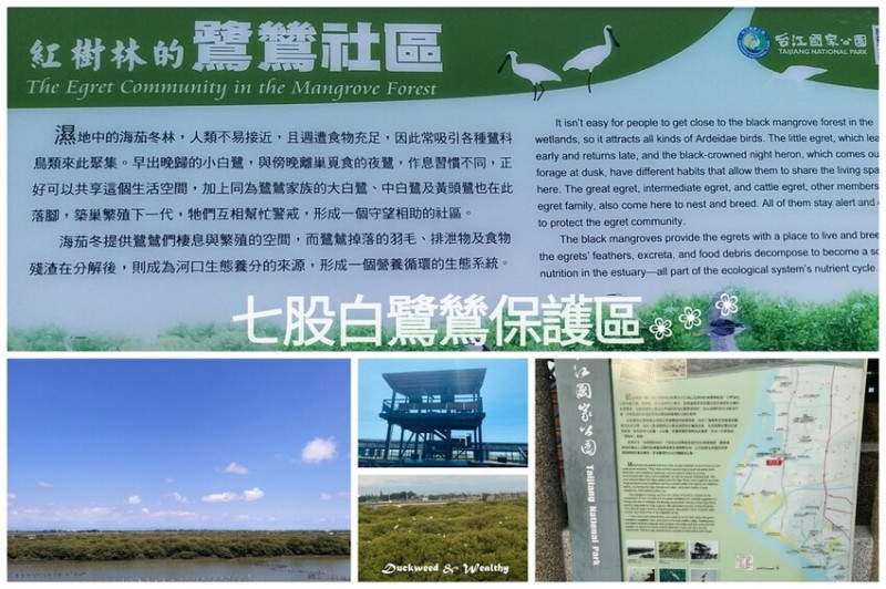 【台南景點】「七股紅樹林保護區」∣賞鳥、大啖海鮮美食來一趟濱海小旅行∣漫遊臺南濱海線∣