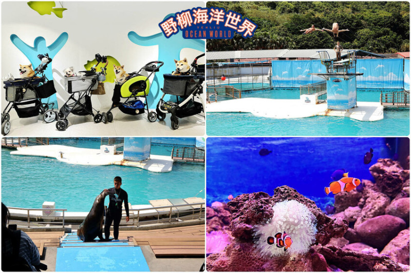 北海岸推薦親子景點，野柳海洋世界，海豚、海獅、高空跳水表演，一趟充滿兒時回憶之旅