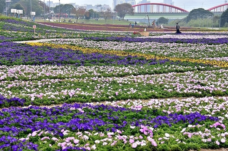 古亭河濱公園：台北花期最長【紫爆花海】，中秋節快樂