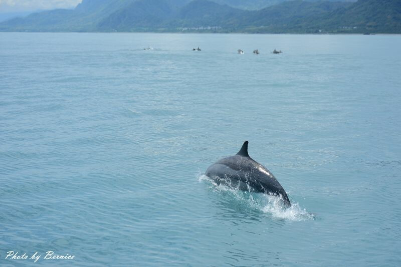 來去賞鯨發源地-花蓮石梯港進行一個悠閒賞鯨的活動 @Bernice的隨手筆記