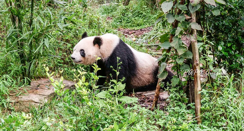 成都｜都江堰X南橋 古風街道上的美食更誘人