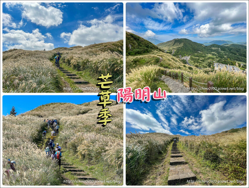 【台北景點】2023陽明山芒草季‧七星山步道‧滿山芒草花海│冷水坑登山口│網美熱門景點│拍攝點‧交通‧怎麼去‧公