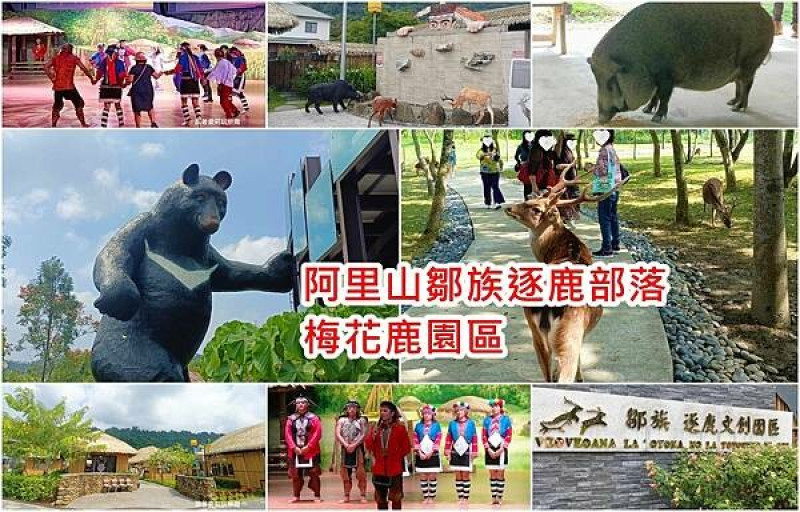 【嘉義 景點】阿里山鄒族逐鹿部落  親子旅遊 梅花鹿園區、鄒族表演 與梅花鹿近距離接觸 鄒族風味餐