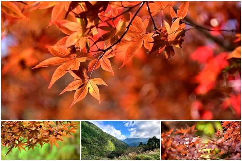 賞楓不必出國！宜蘭太平山：太平山莊【紫葉槭】楓紅燦爛