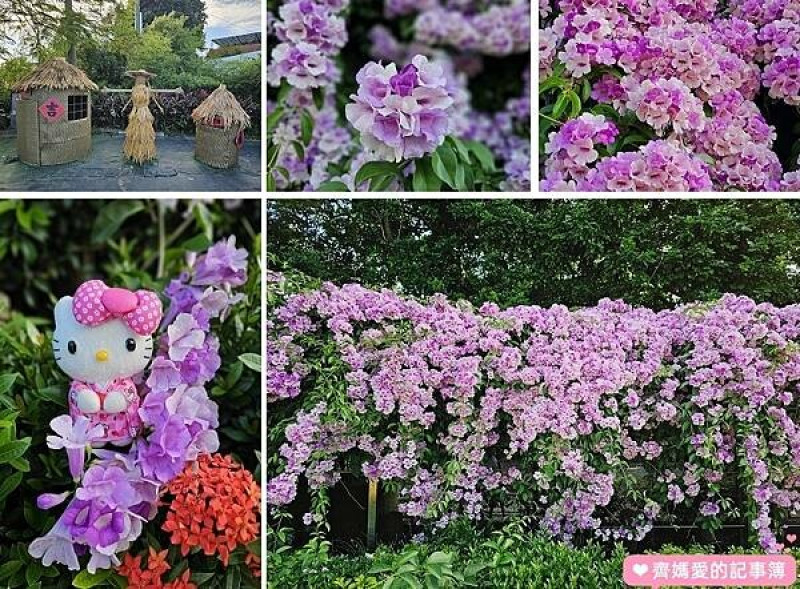 新北泰山．楓樹河濱公園 / 蒜香藤盛開
