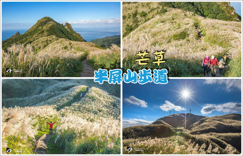 【新北景點】2023瑞芳半屏山步道‧賞芒草芒花美景│102縣道瑞雙公路‧不厭亭夕陽芒草│九份金瓜石芒草季│網美拍
