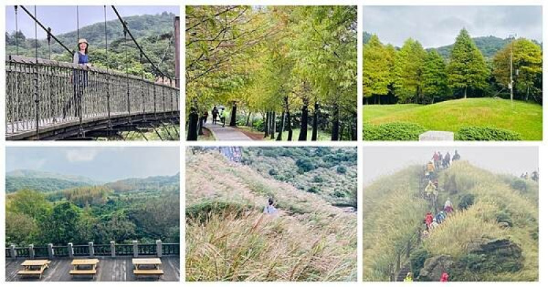 台北最佳賞芒步道|陽明山冷水坑|遊客中心新開嶼食咖啡|被落羽松包圍的冷擎步道|菁山吊橋冷水坑溫泉|陽明山賞芒健行泡湯一日遊