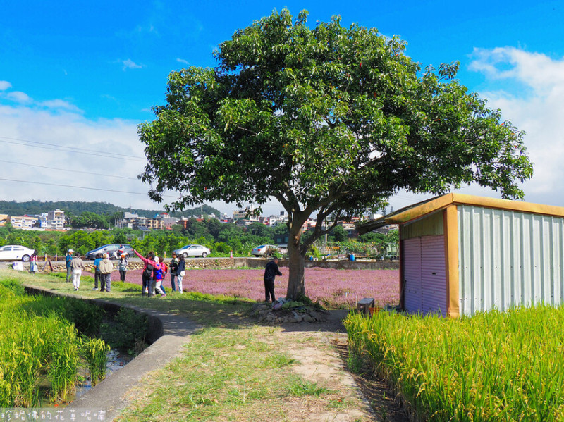 【新竹縣關西鎮】2023關西仙草花生活節「仙草奇緣」｜仙草一分田｜南山大橋旁｜路邊停車