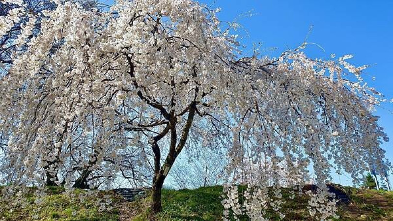 2023日本賞櫻自由行～138タワーパーク、IC 卡 "manaca"