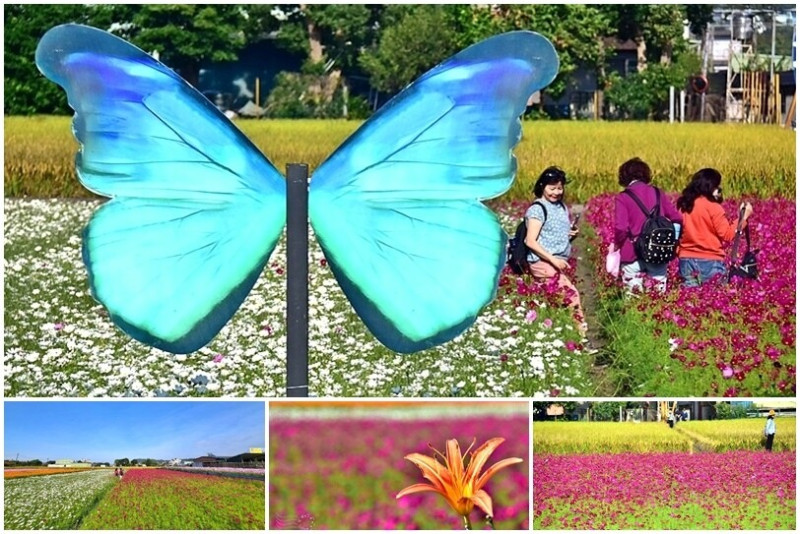 2023桃園花彩節：6萬坪花舞童話，超浪漫漸層彩虹花海