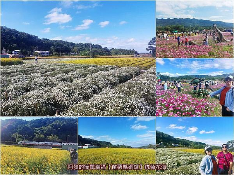 ﹝苗栗縣銅鑼﹞杭菊芋頭節　十一月雪、繽紛波斯菊花海、金黃太陽麻花海、火車、藍天、白雲及青山同框的田野美景　／銅鑼杭菊景點／銅鑼杭菊花海／銅鑼秋美人農場