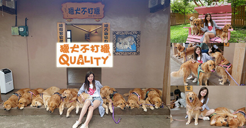 【苗栗景點】獵犬不打獵鄉林小食光(預約制)(寵物友善餐廳)，金毛療癒團的黃金獵犬主題餐廳，喜歡黃金獵犬嗎?來這裡!這裡有10隻金毛小店長等著療癒你!。黃金獵犬主題景點