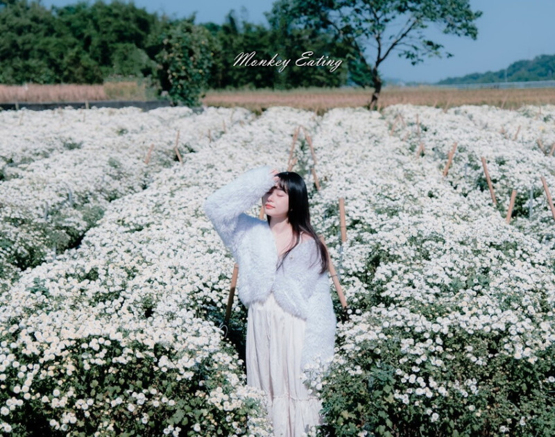 【苗栗景點】銅鑼邱家古厝｜超美黃白杭菊花海，田野間的網美秘境，鐵道迷追火車必訪，苗栗免費景點 - 貪吃猴的幻想