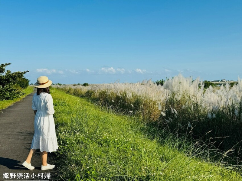 【蘭陽芒草季】秋季雪白芒花隨風搖曳浪漫一片，宜蘭賞芒秘境｜壯圍新南路河堤