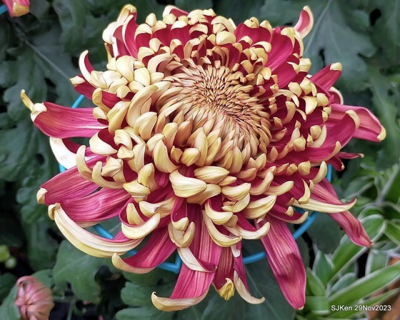 (台北輕旅行)「2023士林官邸菊展 」系列七之一 --- 倒數兩天，主題聚焦「菊藝生活」，13展區20萬盆台日菊花、向日葵、波斯菊等花種共爭豔!