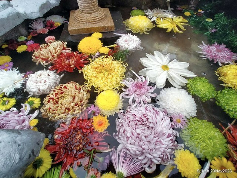 (台北輕旅行)「2023士林官邸菊展 」系列七之二 --- 最後一天!花團錦簇處處巧思的「秘密花園」與洋溢異國風情的「台日友好 笠間菊花節」展區。