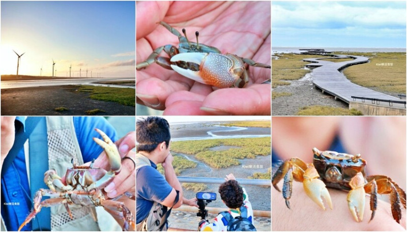 台中蟬說：夕陽漫漫豪華露營｜日夜間生態導覽，高美濕地生態多樣化等你來提早預約～來場五感體驗 - Kiwi 樂活食旅
