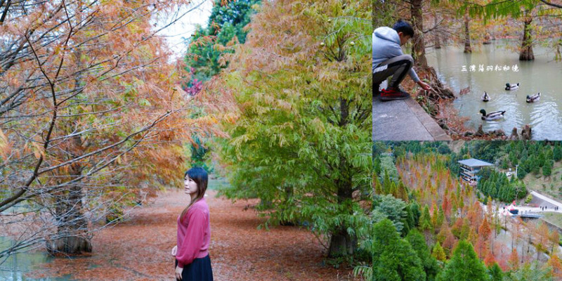 苗栗縣三灣鄉三灣落羽松秘境 ❙ 2023落羽松最新現況，最美冬季調色盤，苗栗免費落羽松景點!