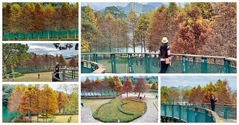 日月潭最佳賞松盛地│向山落羽松│唯美落羽松湖畔雙心花園│日月潭龍鳳宮月老廟│南投日月潭IG打卡景點推薦（2023/12/23最新松況）