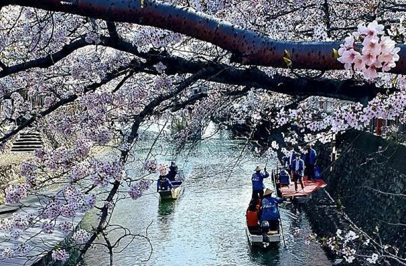 2023日本賞櫻自由行～岐阜縣大垣城關原之戰西軍基地、水門川護城河、奧之細道的終點站