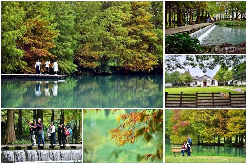 花蓮【雲山水】：牛奶色夢幻湖，冬之落羽松如北國之境