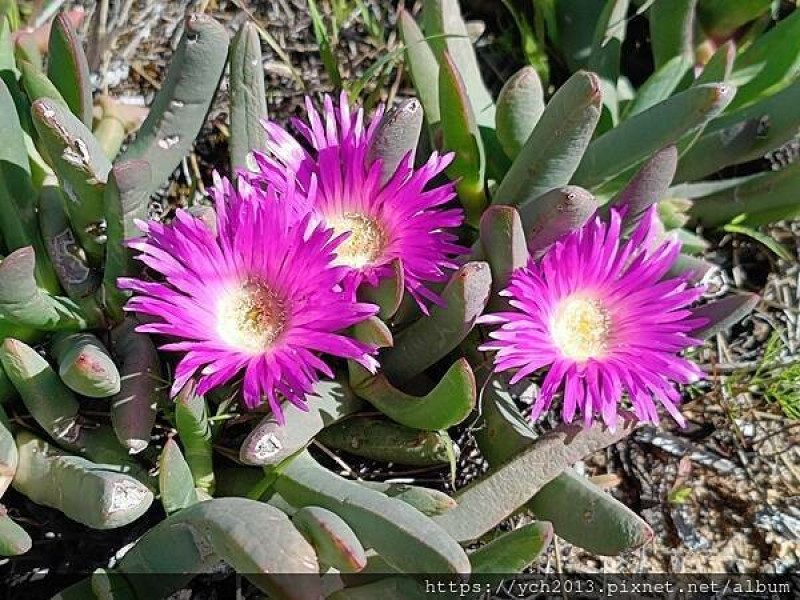 西澳景點／海登岩Hyden Rock之波浪岩Wave Rock路上衝浪再登高望遠