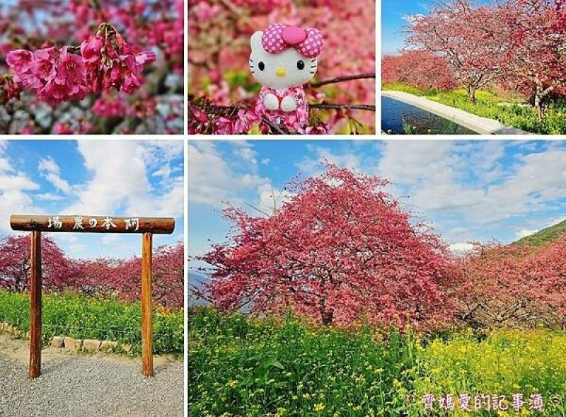南投水里．阿本農場櫻花園 (櫻花 /油菜花)