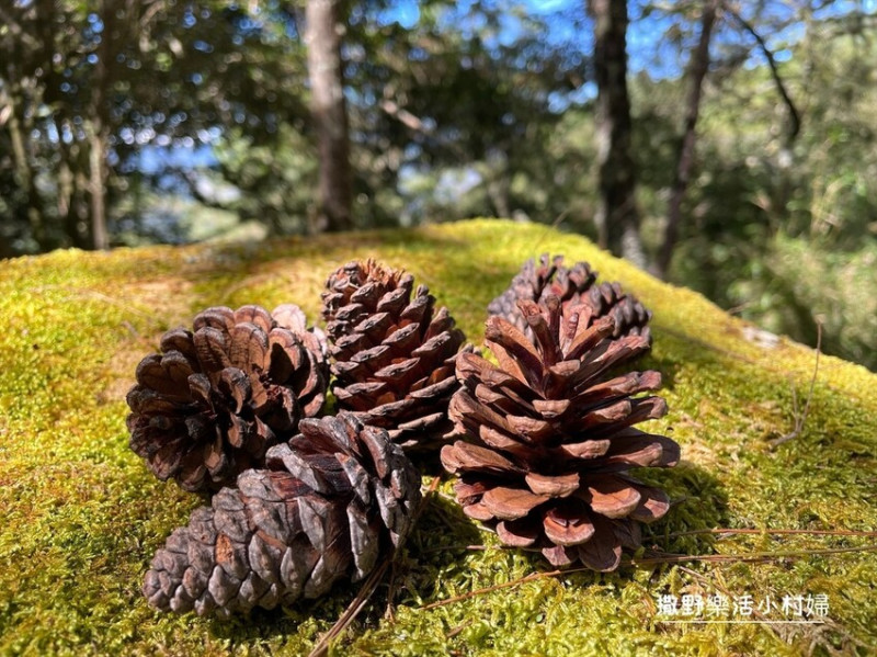 秋天撿果記》大自然的禮物【會呼吸的松果｜帶翅的種子_台灣黃杞】居家裝飾佈置好物，松果清潔處理步驟