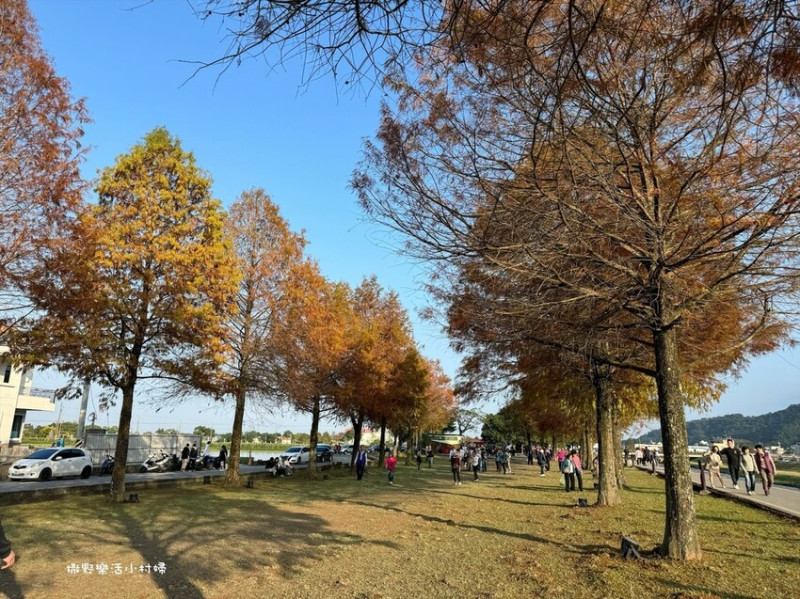 潺潺流水安農溪畔，最唯美的落羽松林｜宜蘭三星景點