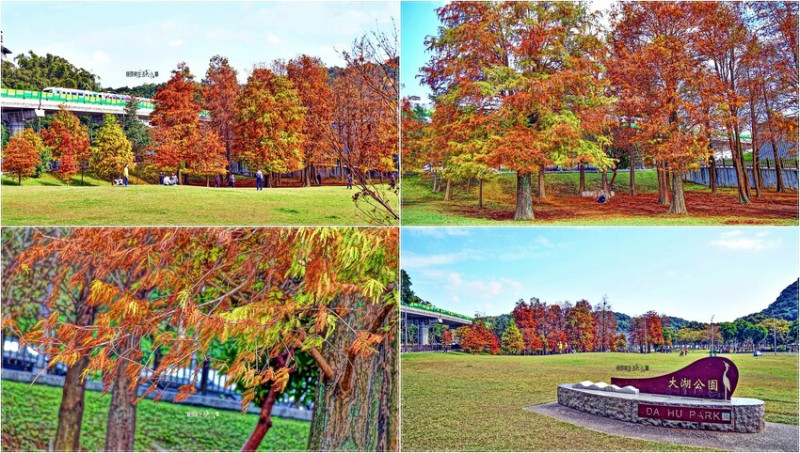 搭捷運輕鬆遊台北大湖公園落羽松，放鬆身心感受都市綠意之旅
