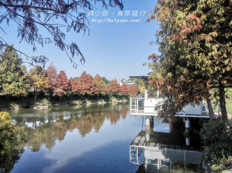 嘉義縣民雄鄉嘉義。民雄》迷霧松境。範圍不大卻很好拍的落羽松秘境