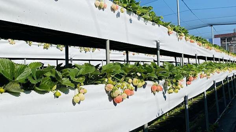 新竹竹北草莓園│親親果農場│高架草莓園免費參觀│一排排粉嫩粉嫩白草莓好療癒│推出季節限定草莓甜點│新竹草莓季2024